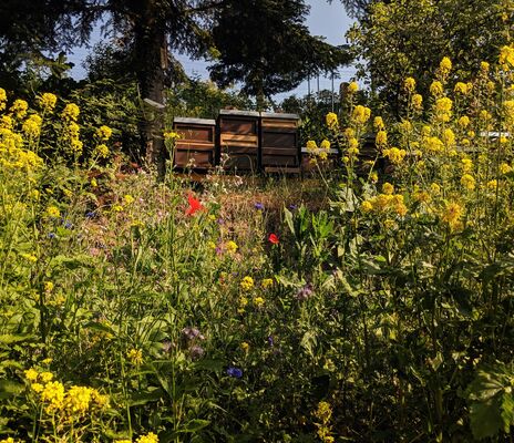 Bienenstöcke in Wildblumenwiese