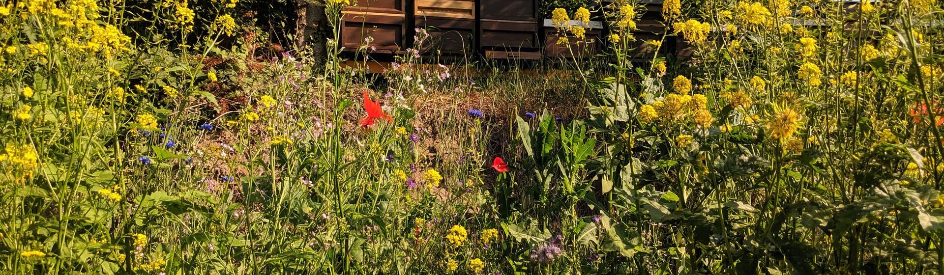 Bienenstöcke in Wildblumenwiese