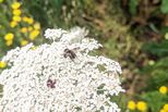 Insekt auf weißer Blüte